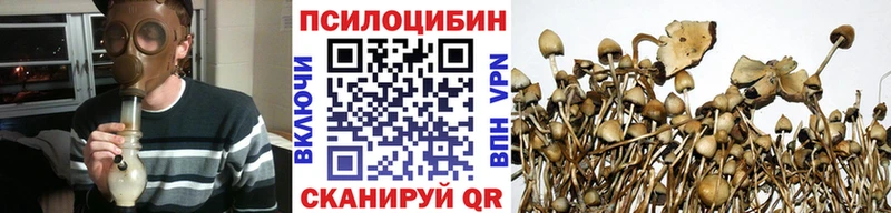 Галлюциногенные грибы Psilocybine cubensis  Северск 